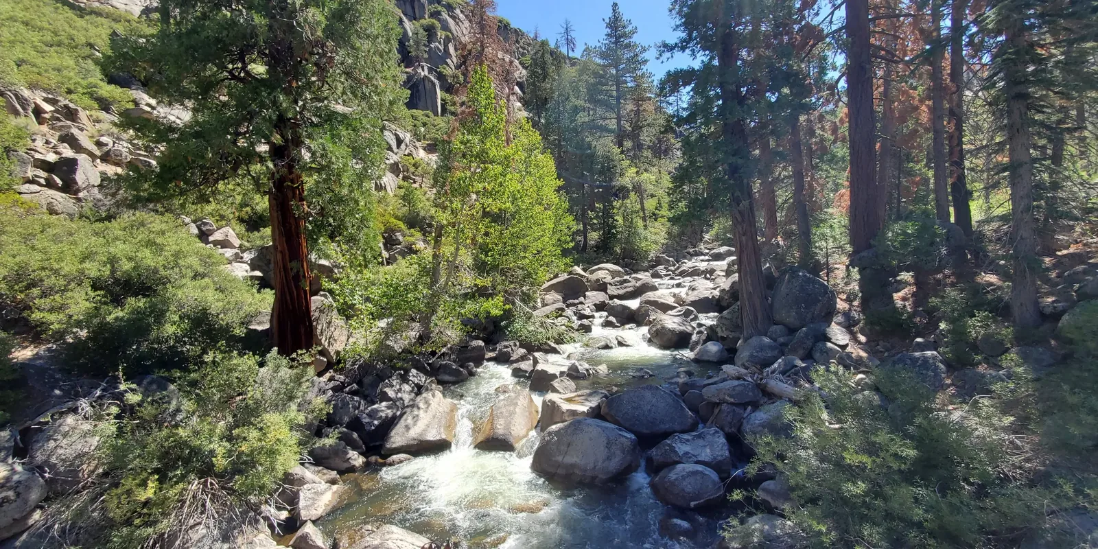 Clear mountain stream flowing over rocks through pine forest